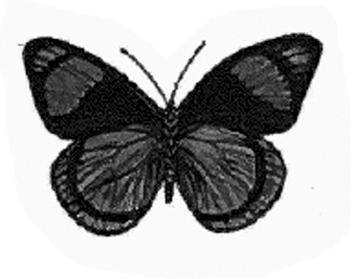 black and white patterns butterfly. out in lack and white and