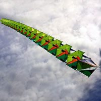 Image for Geometric centipede