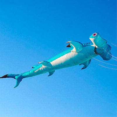 Image for Hammerhead shark