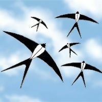 Image for Hirondelle