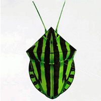 Image for Frostschutzkäfer