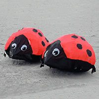 Image for Marienkäfer