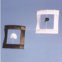 Image for White and Black