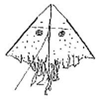 Image for Space Medusa