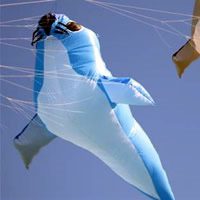 Image for Dingwerths Robbe