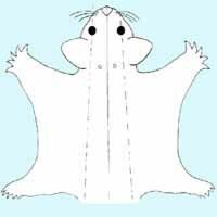 Image for Sugar Glider