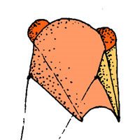 Image for Vestzakvlieger