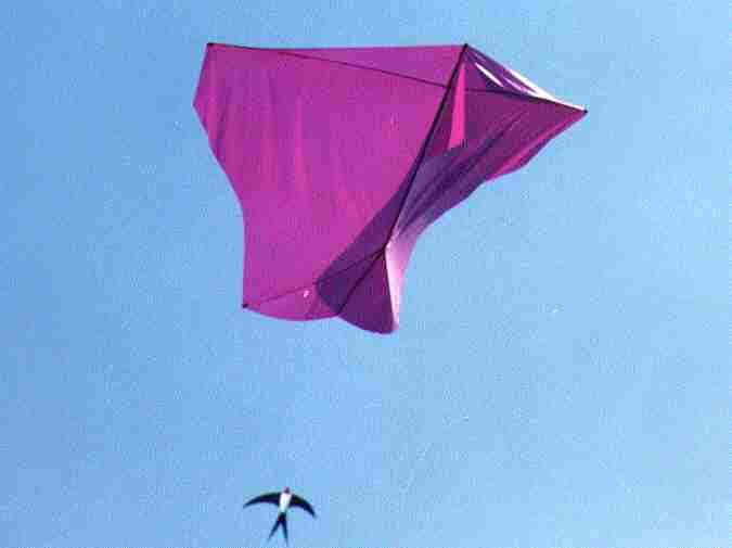 Photo du Poids-Plume de couleur violet